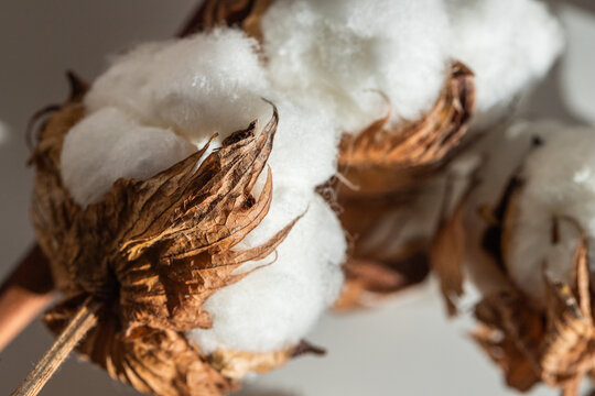 Dry inflorescences of cotton. Macro photo. The texture of cotton fibers.