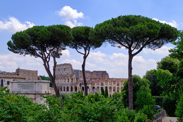 Fototapeta na wymiar View of Colosseum through Pine trees, Rome, Italy