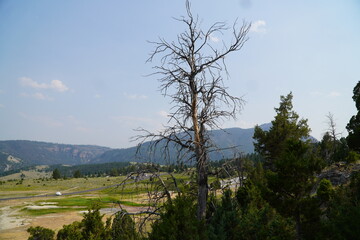 Obraz premium Yellow Stone Park 