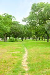 Pathway in beautiful city park