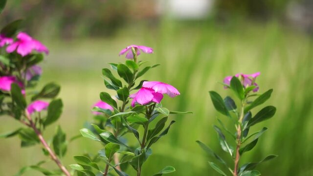 Catharanthus roseus (bright eyes, Cape periwinkle, graveyard plant, Madagascar periwinkle, old maid, pink periwinkle, rose periwinkle) flower. This plant contains chemicals such as vincristine etc
