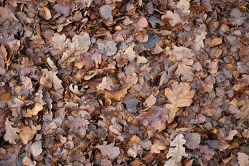 Dark brown autumn fallen leaves as background. Late fall season leaves texture. Natural foliage pattern.