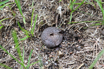 An old puffball that has been cracked open releasing spores