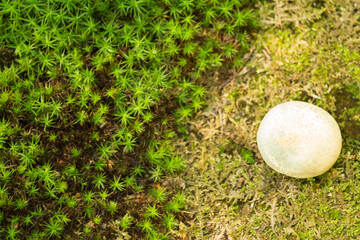 Mushrooms growing on green moss