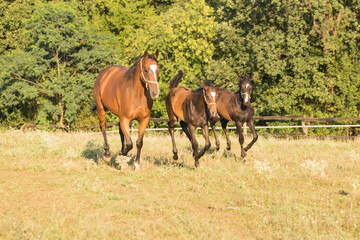 Obraz premium Beautiful Mare with a foal