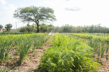 Crops growing in an outdoor vegetable garden.