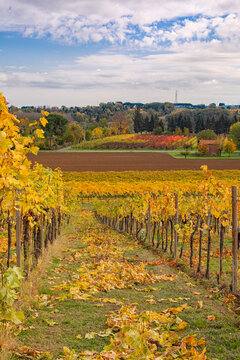 Autumn vineyard. Agriculture. Dozza, Emilia Romagna, Italy. Vertical image.