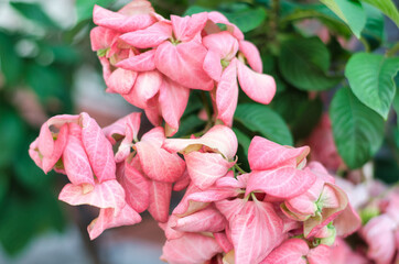Hoertensia. Hydrangea flowers