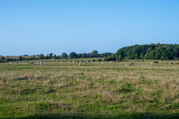 Panoramic view of big herd of cows eating grass in summer pasture in flat farmlands of Skåne Sweden