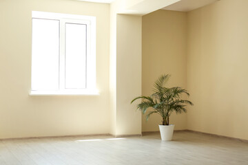 Houseplant in big room with window