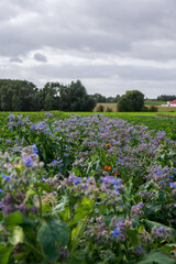 Obraz premium Fresh flower field on flat farmland landscape of Skåne Sweden