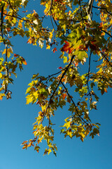 Hanging branches of an autumn maple tree against a blue sky