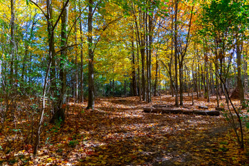 Magic Pictures of Canadian Autumn