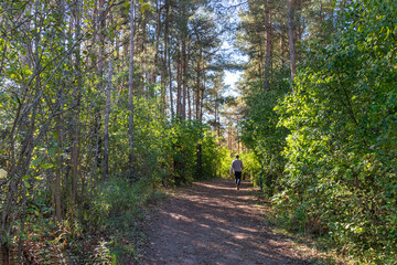 Morning walk along the forest trail