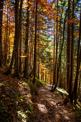 Lights and shadows on the footpath in the forest