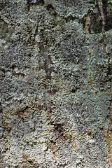 Lichen on tree trunk in tropical rainforest (detail)