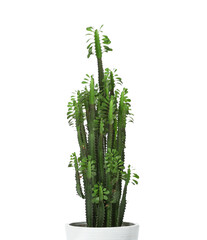 Green cactus on white background