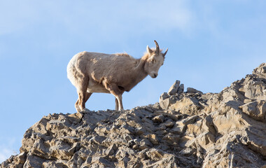 A young male Bighorn Sheep standing on top of a rocky hill. Taken in Alberta, Canada