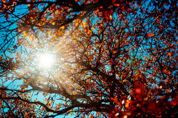 Autumn sun and leaves