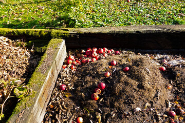 Ripe red apples thrown into a dedicated compost pit