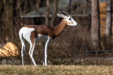 Dama gazelle, Gazella dama mhorr or mhorr gazelle is a species of gazelle