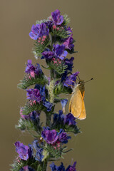 Lulworth skipper, Thymelicus acteon foraging on a flower at a meadow at Munich, Germany
