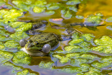 Common frog, Rana temporaria, single reptile croaking in water