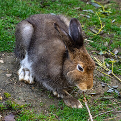 Mountain hare, Lepus timidus, also known as the white hare.