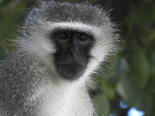 Beautiful view of a monkey on a tree in Swaziland