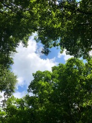 trees and sky