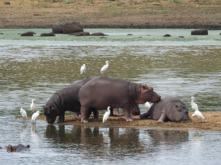 Beautiful view of Hippopotamus with the white herons in Kruger National Park in South Africa
