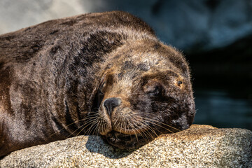 The South American sea lion, Otaria flavescens in the zoo