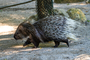 Indian crested Porcupine, Hystrix indica in a german nature park