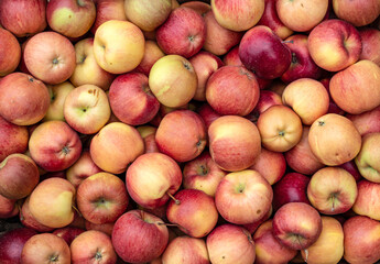 The harvest of ripe red apples