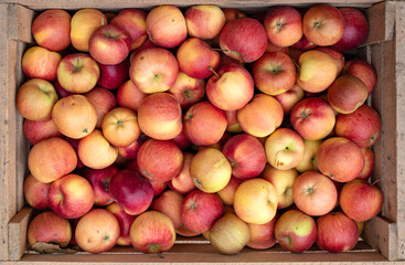 Harvested ripe fresh red apples in a wooden box