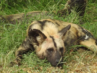 Tuinposter Beautiful view of hyena in Kruger National Park in Zuid Afrika © Leoni Groeneboer/Wirestock