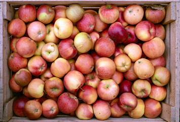 Harvested ripe fresh red apples in a wooden box