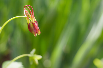 close up of a flower