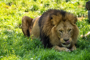 The lion, Panthera leo is one of the four big cats in the genus Panthera