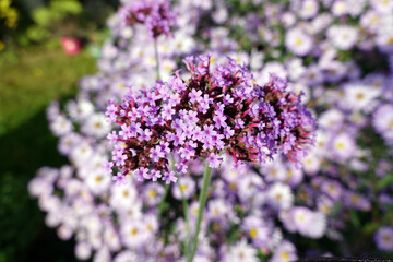 Patagonisches Eisenkraut (Verbena bonariensis)