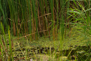 Bog and sedge in pond. Dirty lake pond with bulrush (Typha latifolia) 