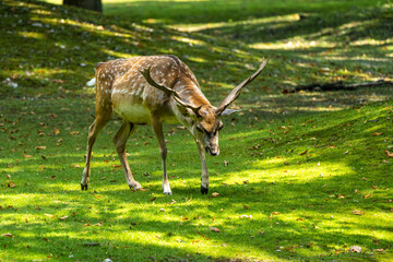 The fallow deer, Dama mesopotamica is a ruminant mammal