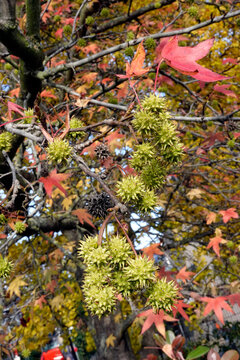 Amerikanischer Amberbaum (Liquidambar styraciflua)