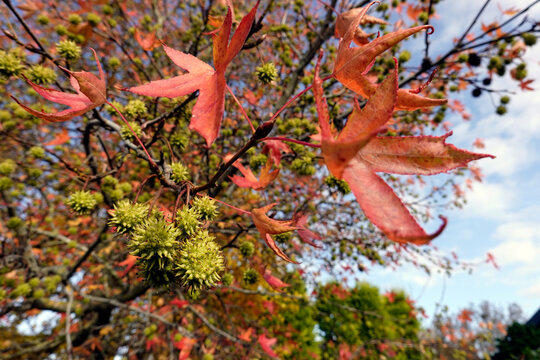 Amerikanischer Amberbaum (Liquidambar styraciflua)