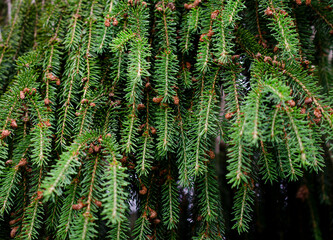 Background of green branches of the Christmas tree