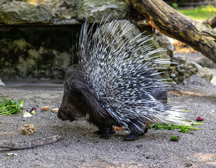 Indian crested Porcupine, Hystrix indica in a german nature park © rudiernst