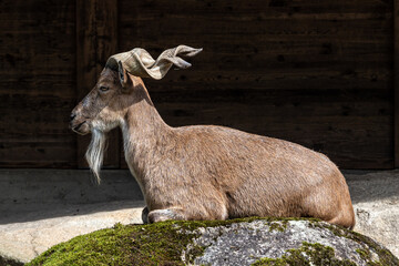 Turkmenian markhor, Capra falconeri heptneri stand on rocks