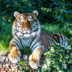 The Siberian tiger,Panthera tigris altaica in a park