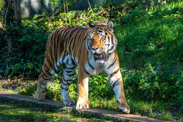The Siberian tiger,Panthera tigris altaica in a park