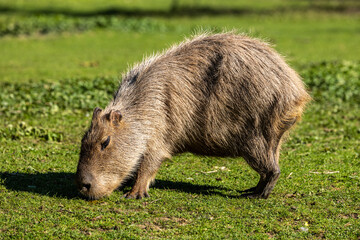 Capybara, Hydrochoerus hydrochaeris grazing on fresh green grass